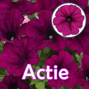 Afbeelding van Petunia P12 "Actie" Purple